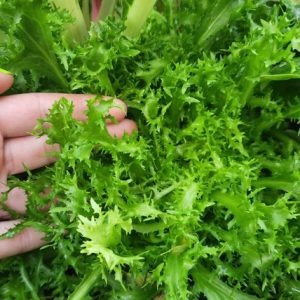 Endive - buy fresh fruit and vegetables online Malta