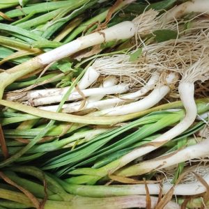 Fresh Garlic per bunch