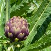 Artichoke Globe - Buy fresh fruit and vegetables online Malta