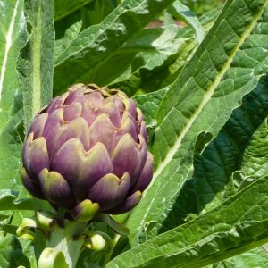 Artichoke Globe - Buy fresh fruit and vegetables online Malta