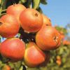 Bambinella - Buy fresh fruit and vegetables online Malta