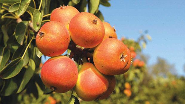 Bambinella - Buy fresh fruit and vegetables online Malta