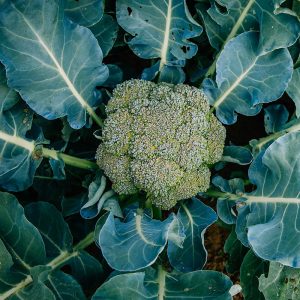 Broccoli - Buy fresh fruit and vegetables online Malta
