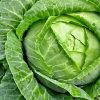 Cabbage - Buy fresh fruit and vegetables online Malta