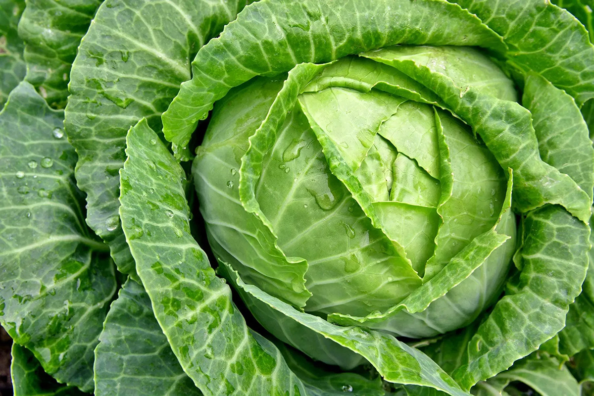 Cabbage - Buy fresh fruit and vegetables online Malta
