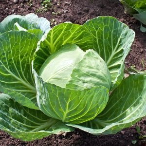 Cabbage - Buy fresh fruit and vegetables online Malta