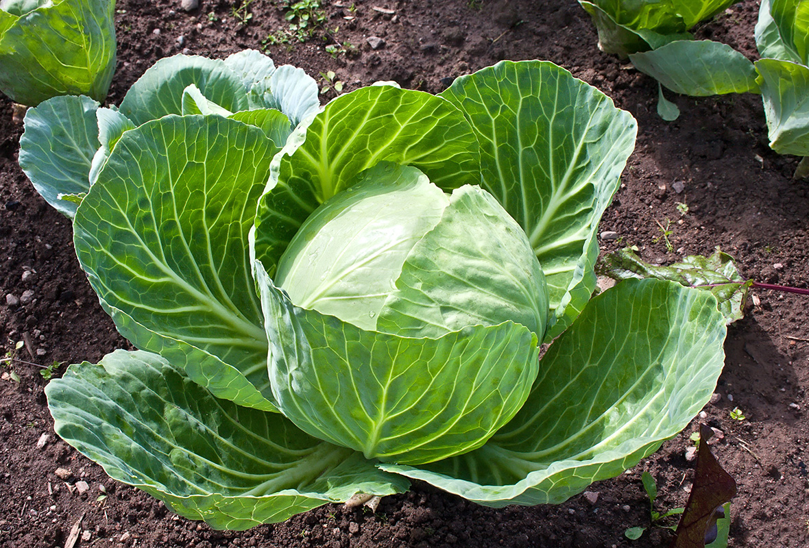 Cabbage - Buy fresh fruit and vegetables online Malta