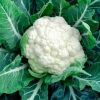 Cauliflower - Buy fresh fruit and vegetables online Malta