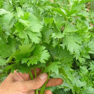 Celery - Buy fresh fruit and vegetables online Malta