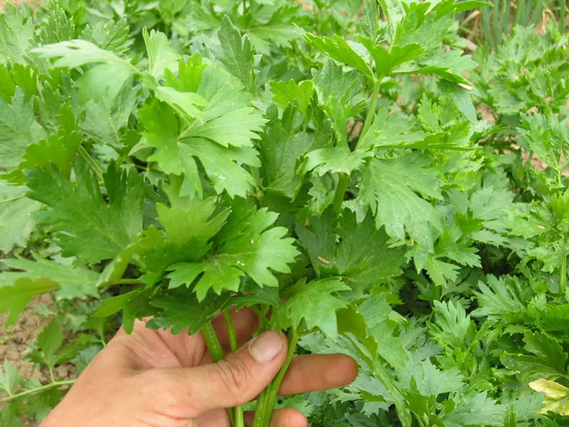 Celery - Buy fresh fruit and vegetables online Malta