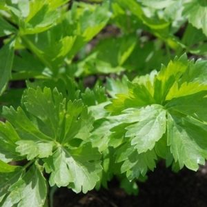 Celery - Buy fresh fruit and vegetables online Malta