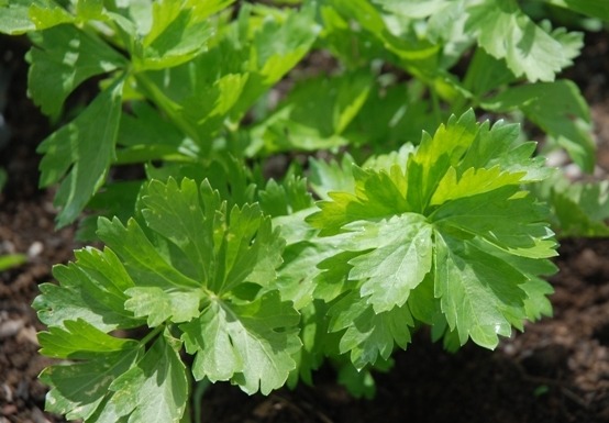 Celery - Buy fresh fruit and vegetables online Malta