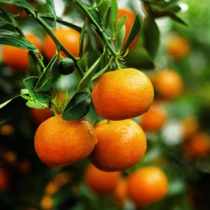 Clementines - Buy fresh fruit and vegetables online Malta