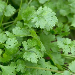 Coriander - Buy fresh fruit and vegetables online Malta