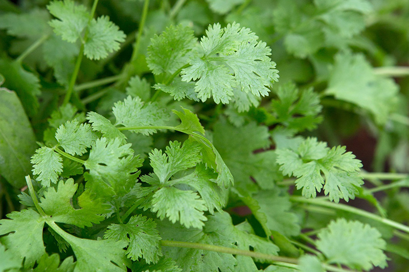 Coriander - Buy fresh fruit and vegetables online Malta