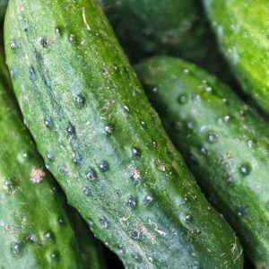 Cucumber - Buy fresh fruit and vegetables online Malta