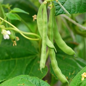 French Beans - Buy fresh fruit and vegetables online Malta