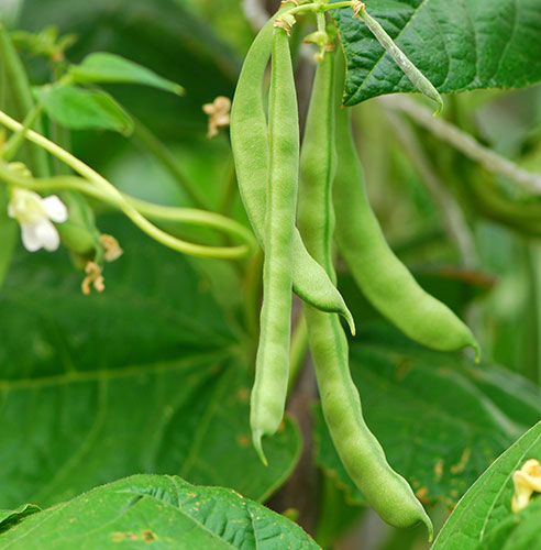 French Beans - Buy fresh fruit and vegetables online Malta