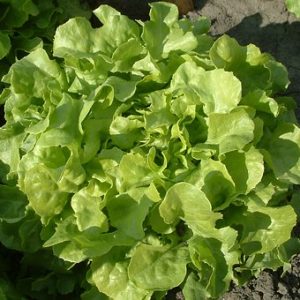 Oak Leaf Lettuce - Buy fresh fruit and vegetables online Malta