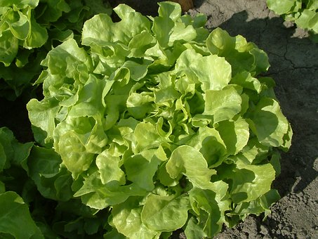 Oak Leaf Lettuce - Buy fresh fruit and vegetables online Malta