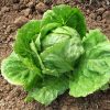 Iceberg Lettuce - Buy fresh fruit and vegetables online Malta