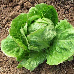 Iceberg Lettuce - Buy fresh fruit and vegetables online Malta