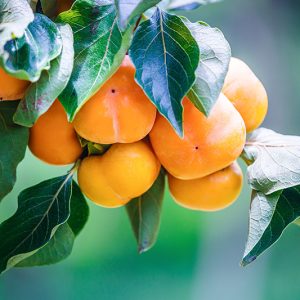 Kaki - Buy fresh fruit and vegetables online Malta