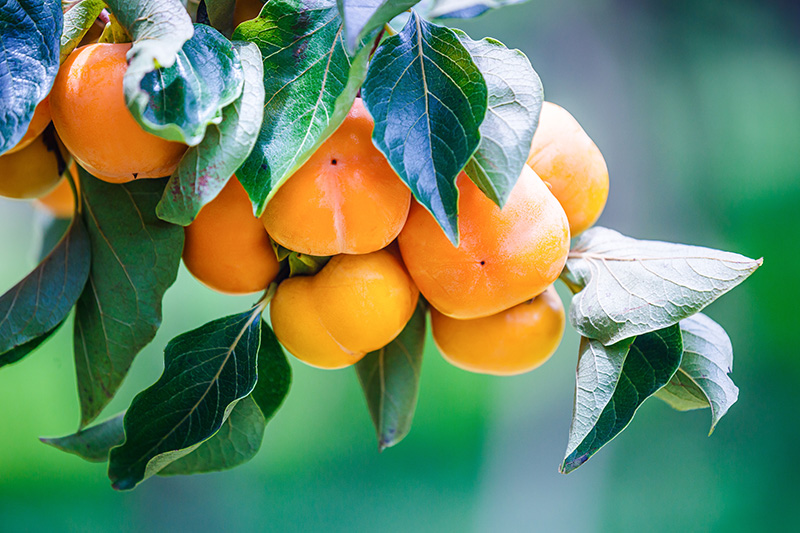 Kaki - Buy fresh fruit and vegetables online Malta