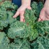 Kale - Buy fresh fruit and vegetables online Malta