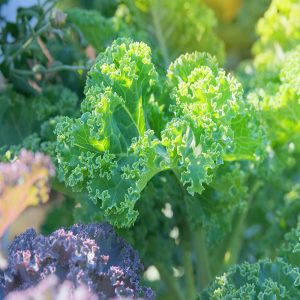 Kale - Buy fresh fruit and vegetables online Malta