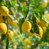 Lemons -Buy fresh fruit and vegetables online Malta