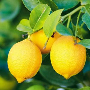Lemons -Buy fresh fruit and vegetables online Malta