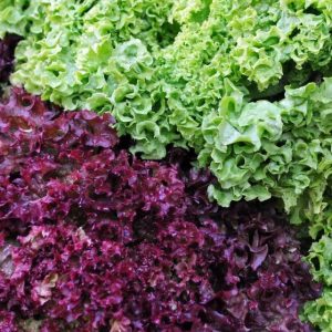 Lollo Rosso - Buy fresh fruit and vegetables online Malta