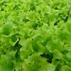 Lollo Bianco - Buy fresh fruit and vegetables online Malta