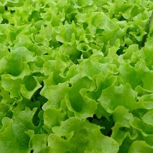 Lollo Bianco - Buy fresh fruit and vegetables online Malta