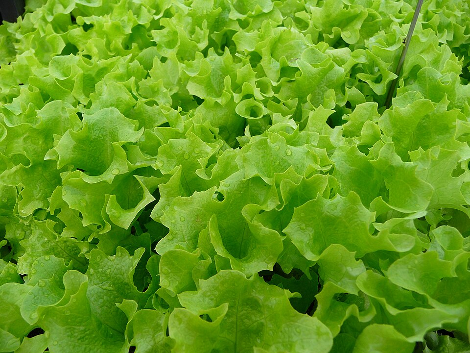 Lollo Bianco - Buy fresh fruit and vegetables online Malta