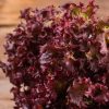 Lollo Rosso - Buy fresh fruit and vegetables online Malta