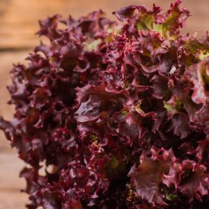 Lollo Rosso - Buy fresh fruit and vegetables online Malta