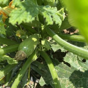 Long Marrows - Buy fresh fruit and vegetables online Malta