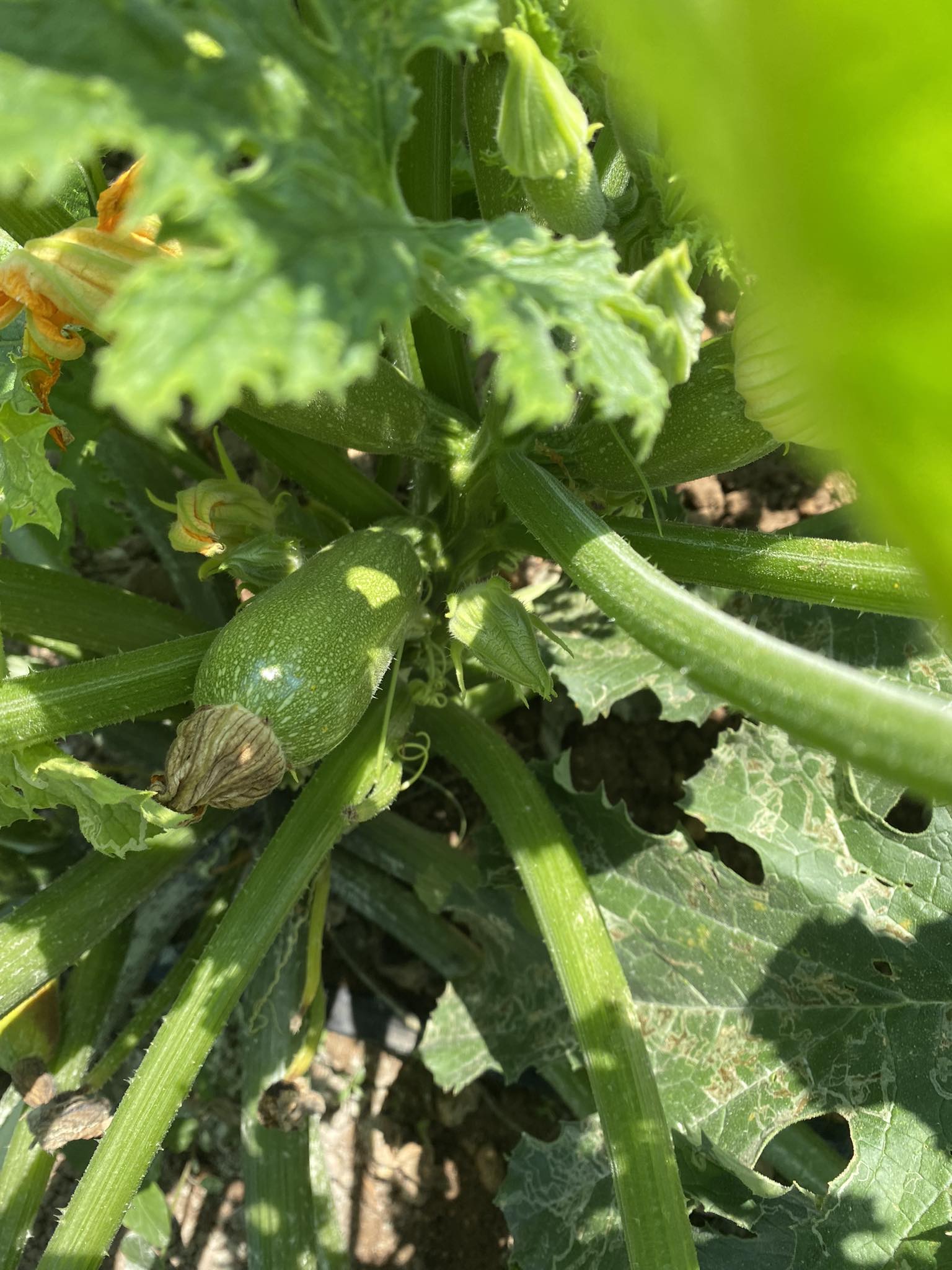Long Marrows - Buy fresh fruit and vegetables online Malta