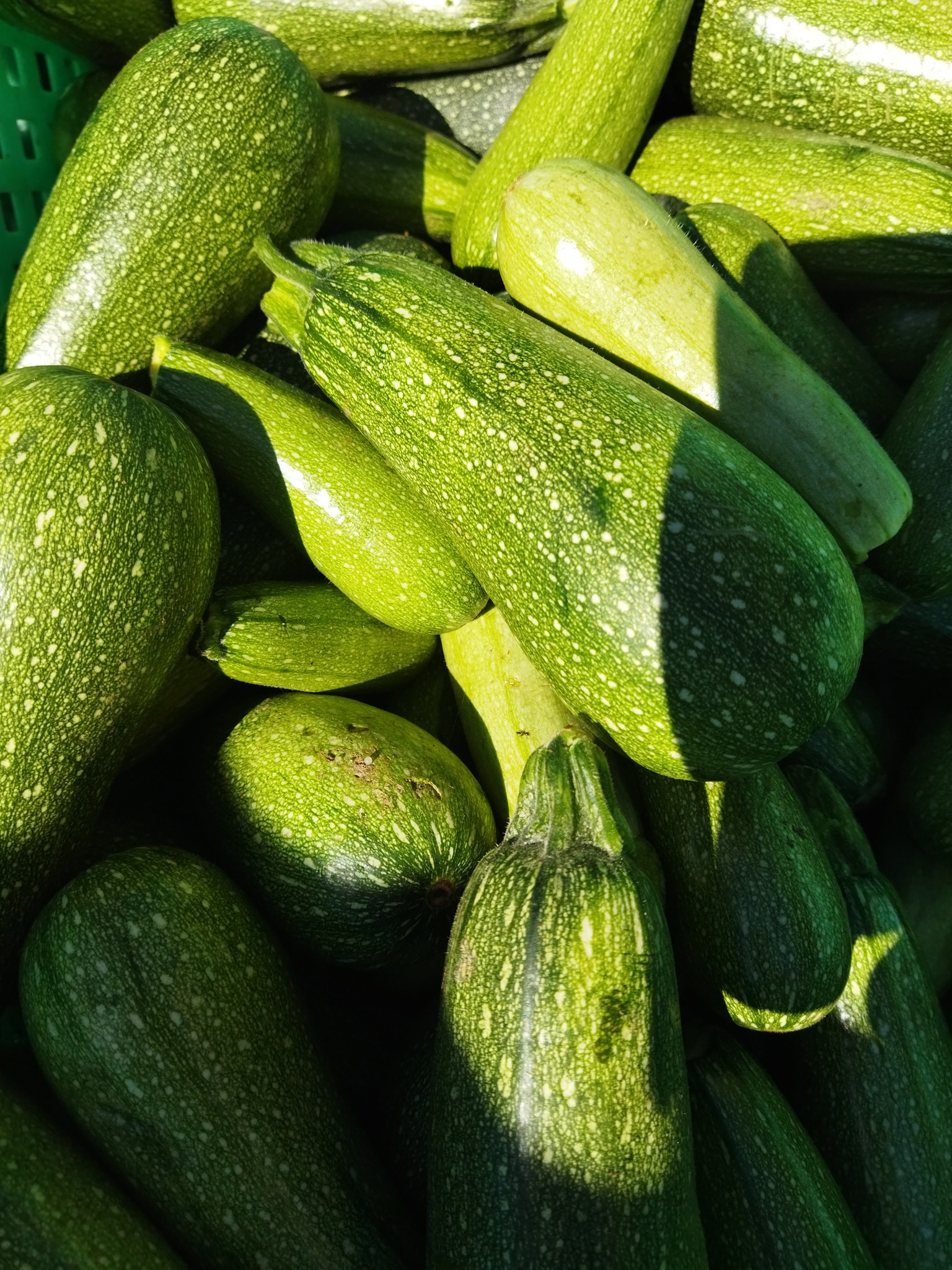Long Marrows - Buy fresh fruit and vegetables online Malta