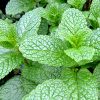 Mint - Buy fresh fruit and vegetables online Malta