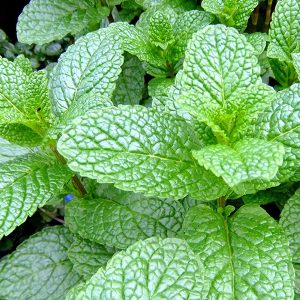Mint - Buy fresh fruit and vegetables online Malta