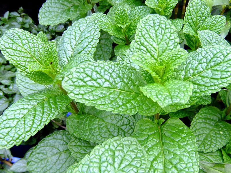Mint - Buy fresh fruit and vegetables online Malta