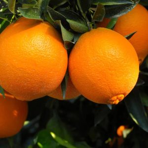 Navel Oranges - Buy fresh fruit and vegetables online Malta