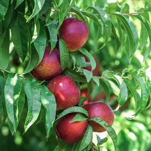 Nectarines - Buy fresh fruit and vegetables online Malta