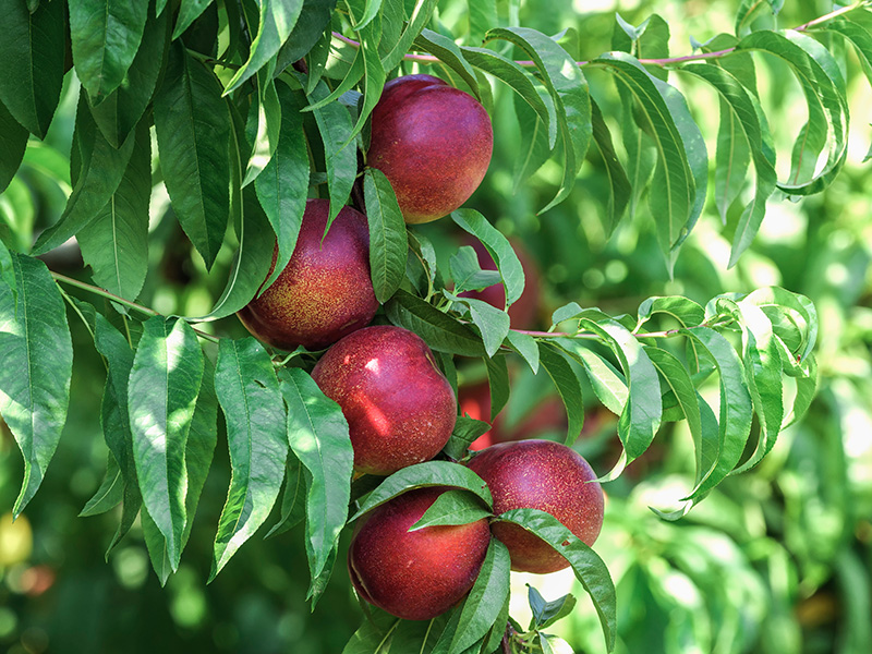 Nectarines - Buy fresh fruit and vegetables online Malta
