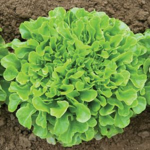 Oak Leaf Lettuce - Buy fresh fruit and vegetables online Malta