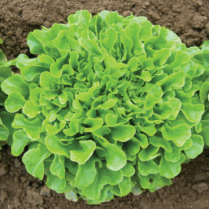 Oak Leaf Lettuce - Buy fresh fruit and vegetables online Malta