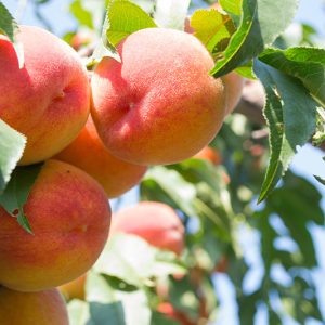 Peaches - Buy fresh fruit and vegetables online Malta